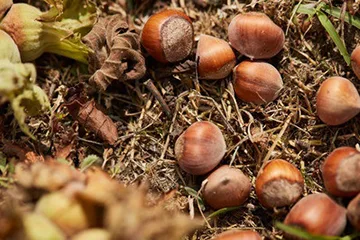 Olam Food Ingredients Ghana Ltd - Foods & Beverages products | Ghana