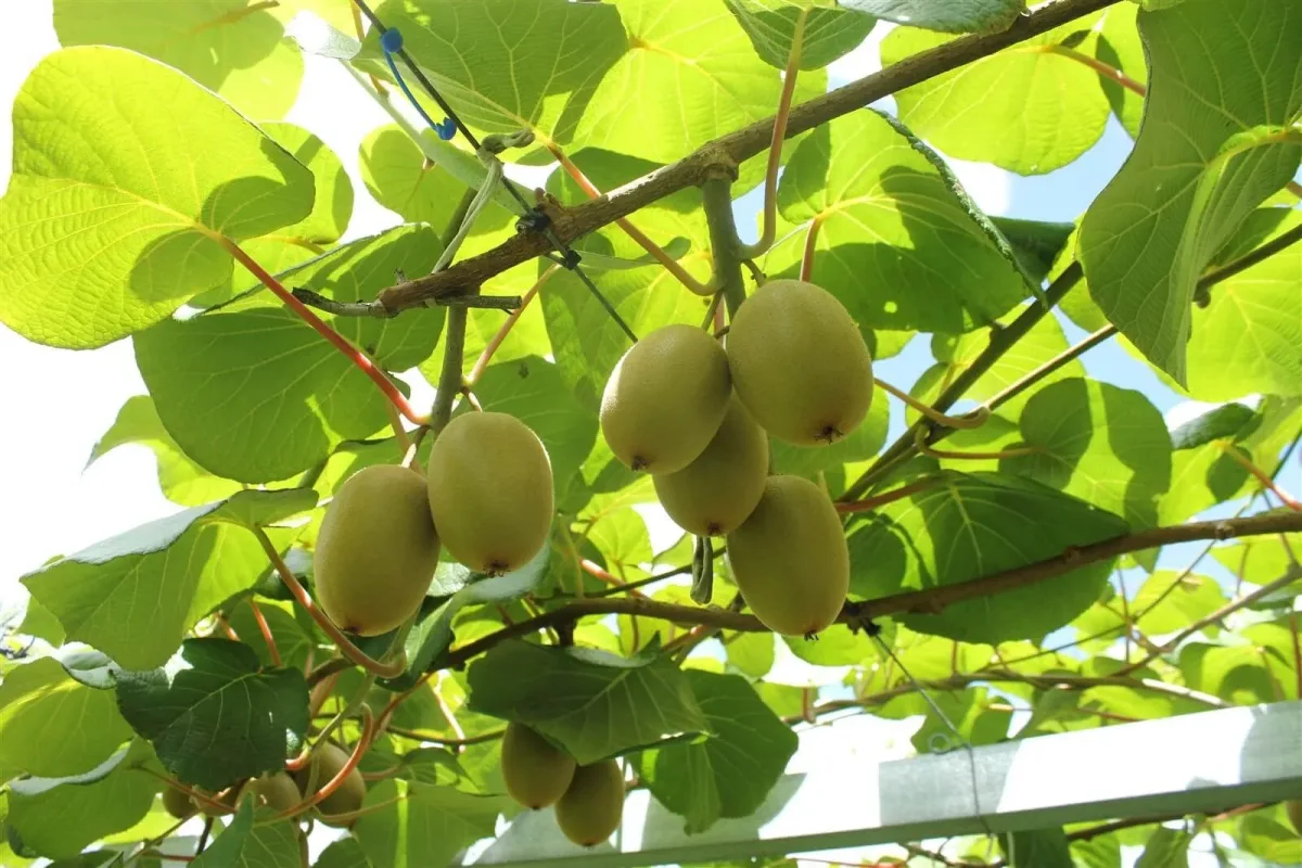 Zest Biotech - Agriculture products | New Zealand