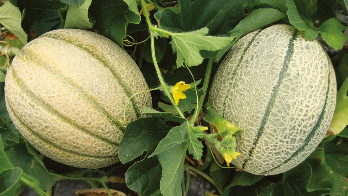 Biolchim S.p.A. - Agriculture products | Italy