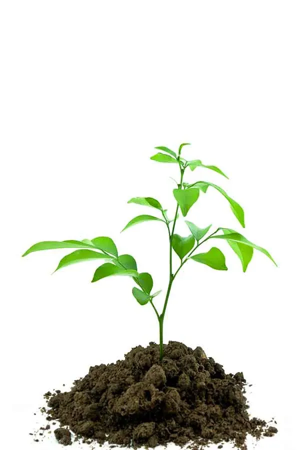 Fertilizantes Santo Domingo S.A. - Agriculture products | Dominican Republic