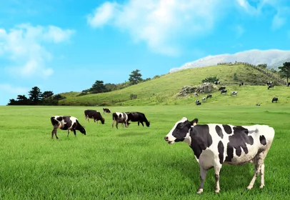 Shandong Fufeng Fermentation Co., Ltd. - Foods & Beverages products | China
