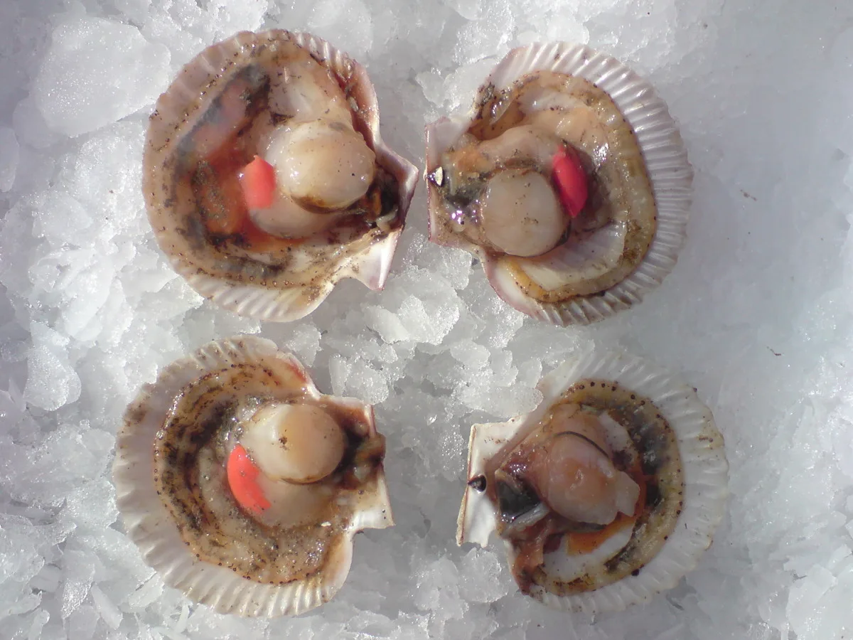 Victor Seafoods - Foods & Beverages products | Portugal