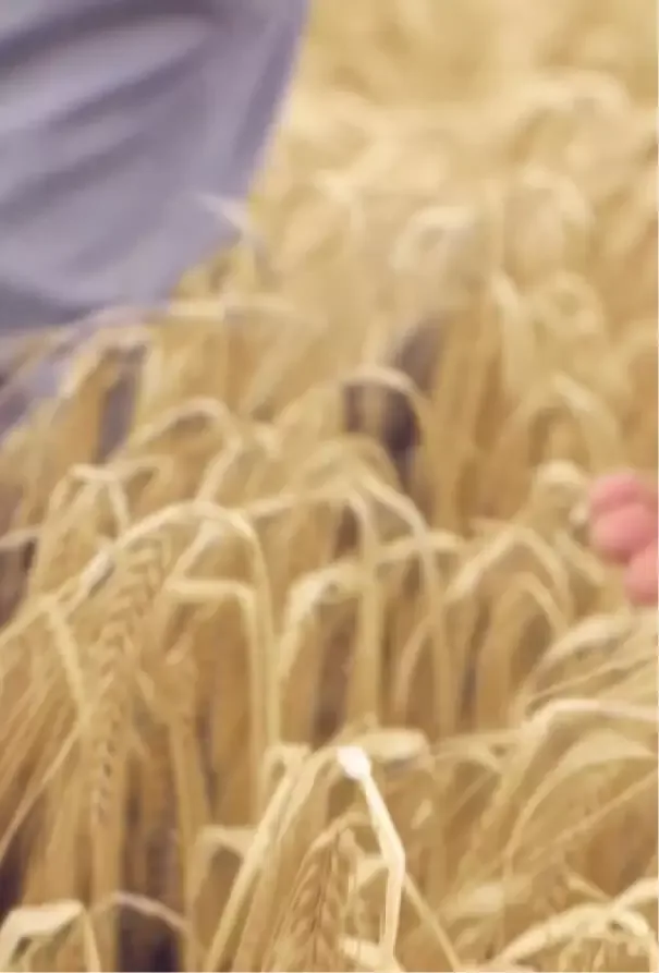 Connolly's RED MILLS - Agriculture products | Ireland