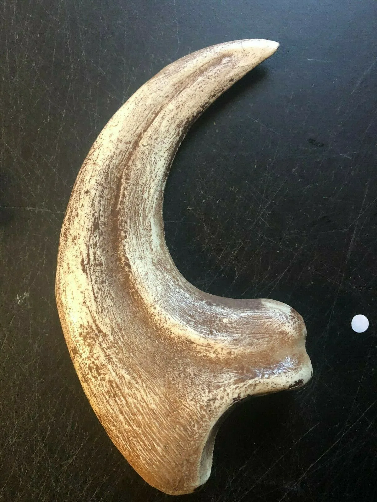 Rocksolid Fossils - Crafts, Gifts & Toys products | United States