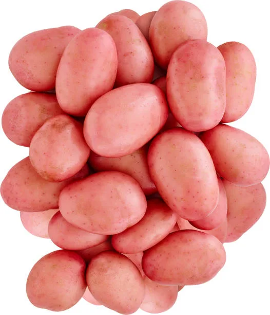 Netherlands Potato Suppliers - Agriculture products | Netherlands