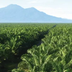 Wilmar International Limited - Agriculture products | Singapore