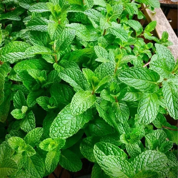Sai Nursery Pty Ltd - Agriculture products | Australia