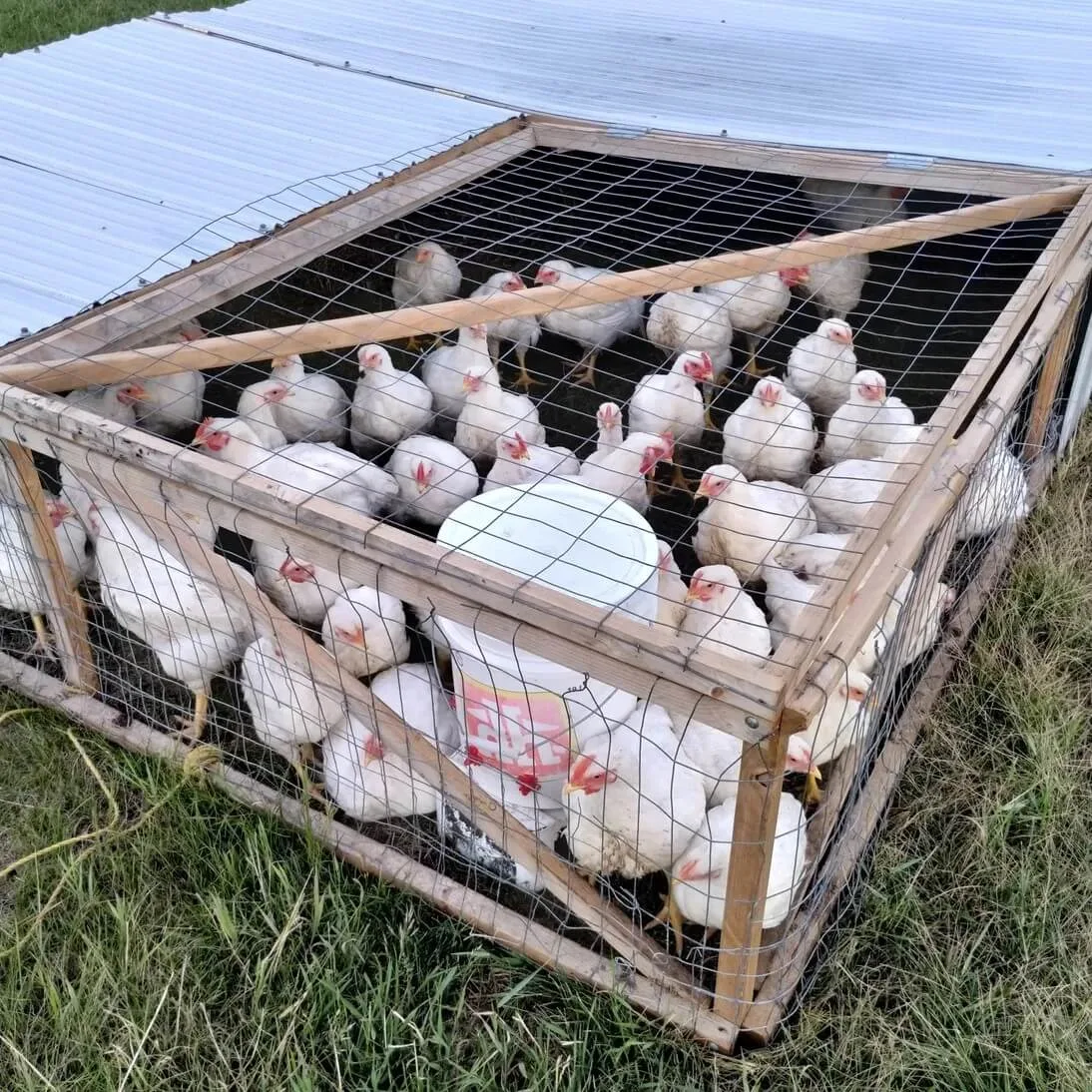 Sunrise Meadows Farm - Agriculture products | Canada