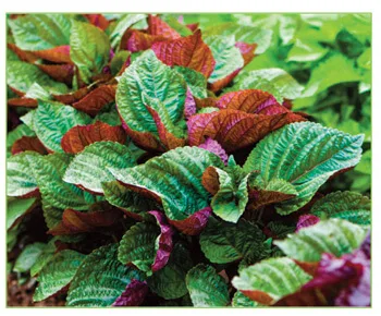Emerald Greens - Agriculture products | Ireland