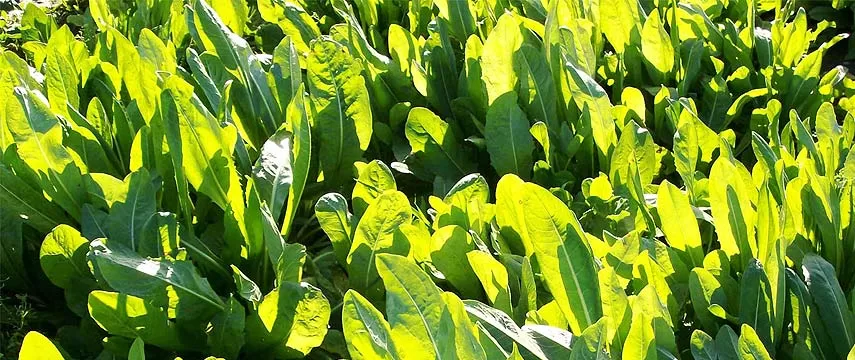 Specialty Seeds - Agriculture products | New Zealand
