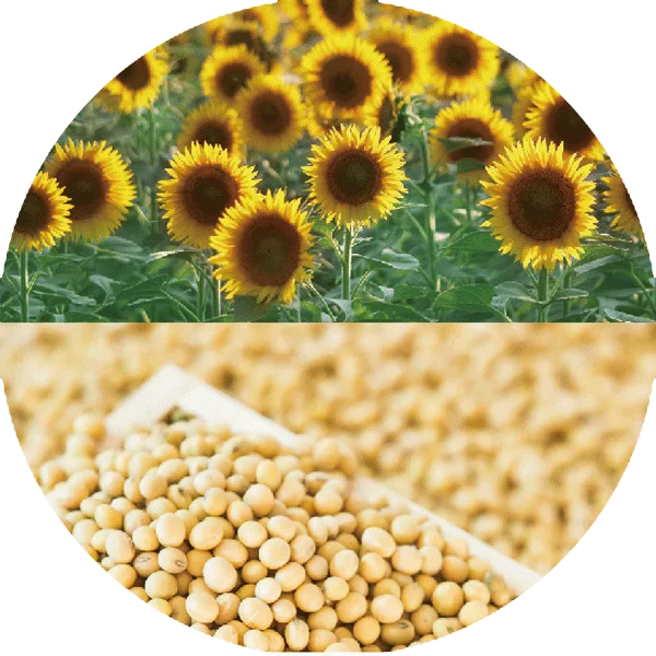 L&P Food Ingredient Co., Ltd. - Foods & Beverages products | China
