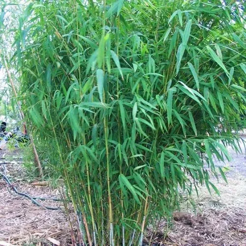 Bamboo Plus - Household products | Australia