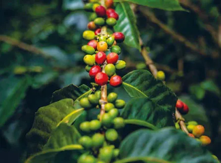 Olam Food Ingredients Ghana Ltd - Foods & Beverages products | Ghana