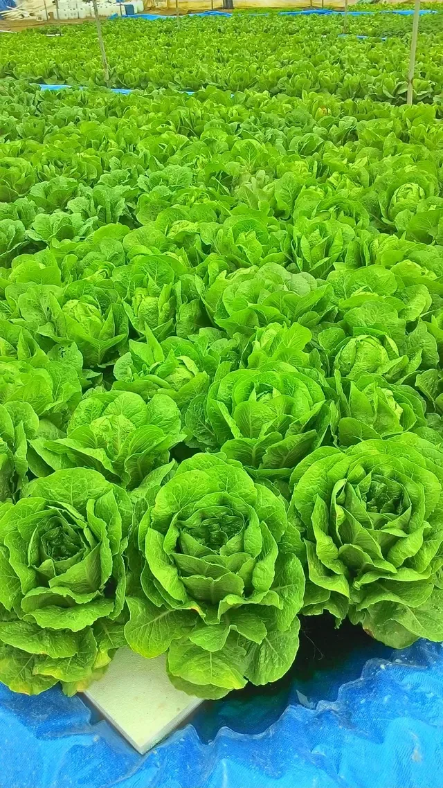 Bioplant Agriculture - Agriculture products | Türkiye