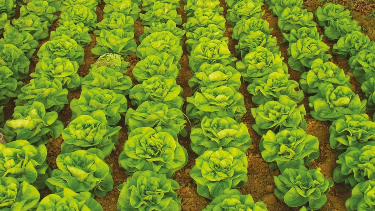 Biolchim S.p.A. - Agriculture products | Italy