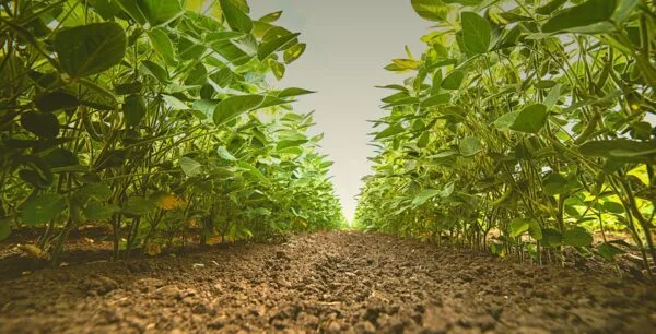 Lallemand Plant Care - Agriculture products | Canada