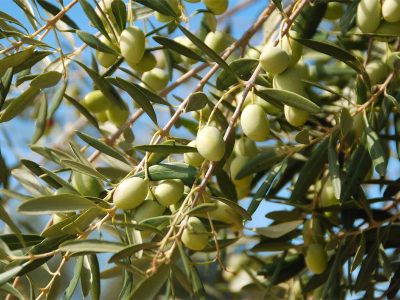 Desarrollo Agrícola y Minero, S.A. - Agriculture products | Spain