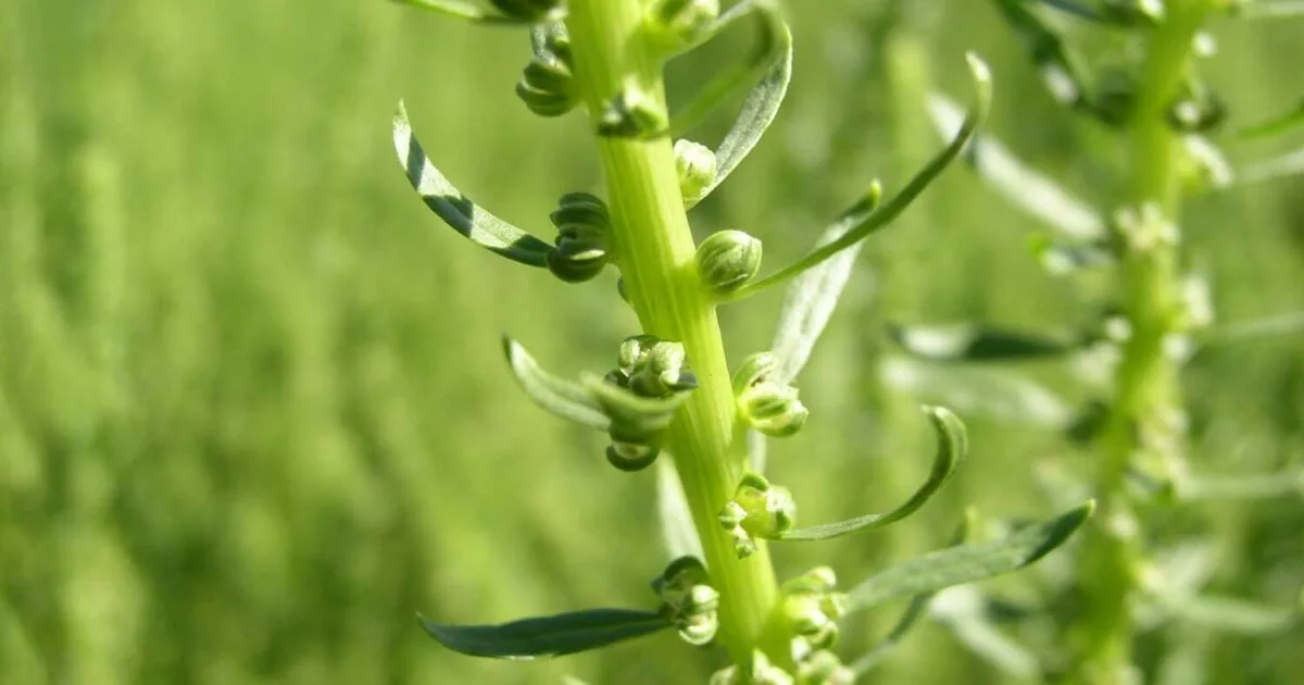SESVanderHave NV - Agriculture products | Belgium