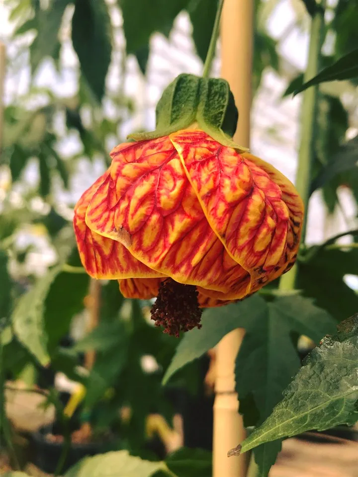Farmington Gardens - Agriculture products | United States