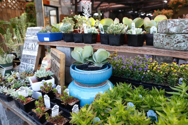 Dennis' 7 Dees Garden Center - Agriculture products | United States
