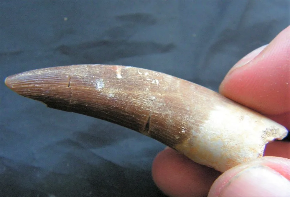 Rocksolid Fossils - Crafts, Gifts & Toys products | United States