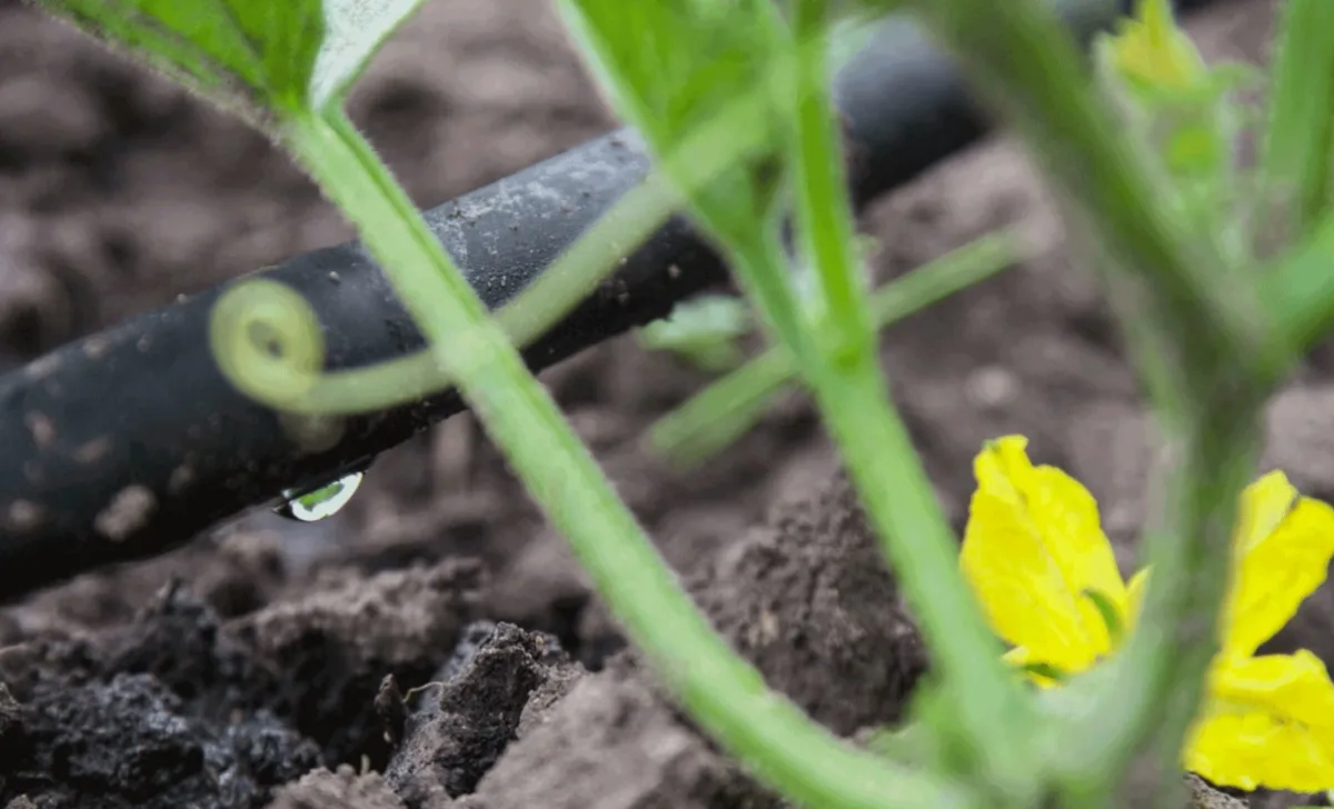 Bayer AG - Agriculture products | Germany
