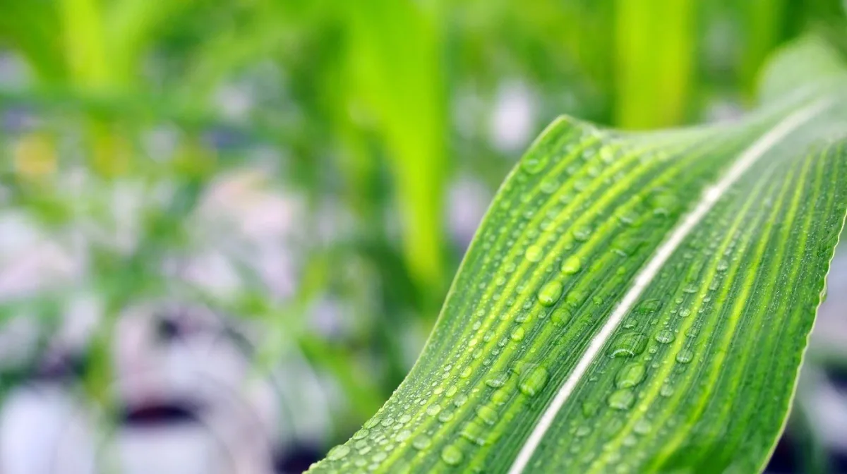 Syngenta International AG - Agriculture products | Switzerland