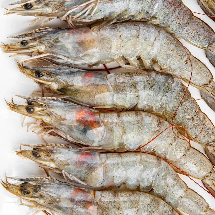 Gulf Marine Products Inc. - Foods & Beverages products | United States
