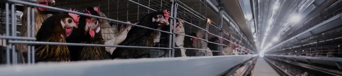 Little Giant Animal Husbandry Equipment Co., Ltd. - Agriculture products | China