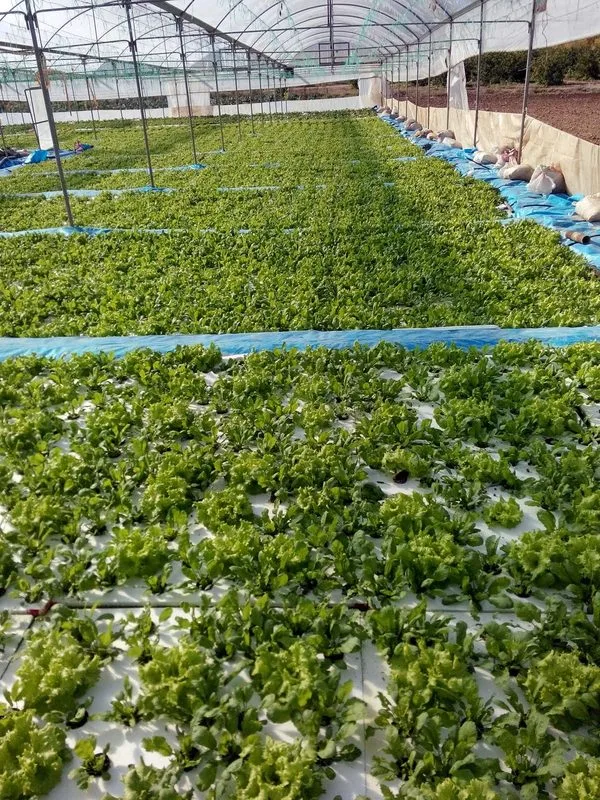 Bioplant Agriculture - Agriculture products | Türkiye