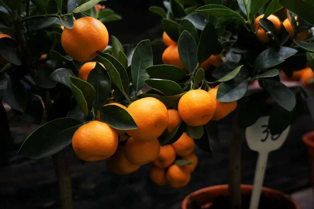 Zest Biotech - Agriculture products | New Zealand