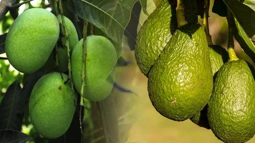 Biolchim S.p.A. - Agriculture products | Italy