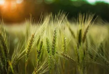Modern Company for Fertilizer Production Ltd. - Agriculture products | Jordan