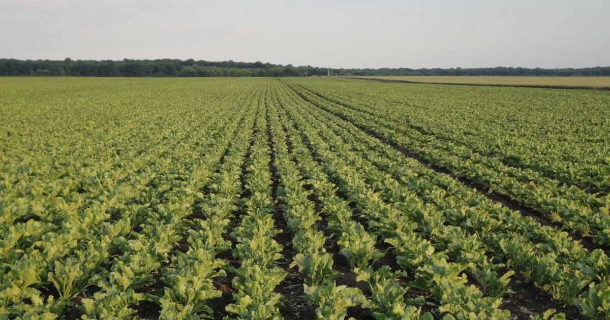 SESVanderHave NV - Agriculture products | Belgium