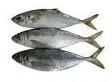 Fuzhou Jindao Import and Export Trade Co., Ltd.