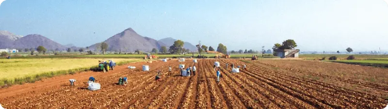 McPatel Foods Private Limited
