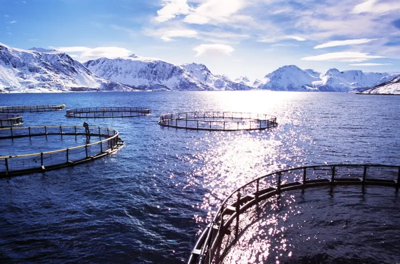 AKVA group ASA
Fish Farming Systems, Marine Infrastructure, Precision Feeding Equipment