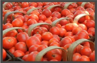 Sunfresh Ltd