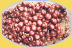 Trading Island For Import & Export