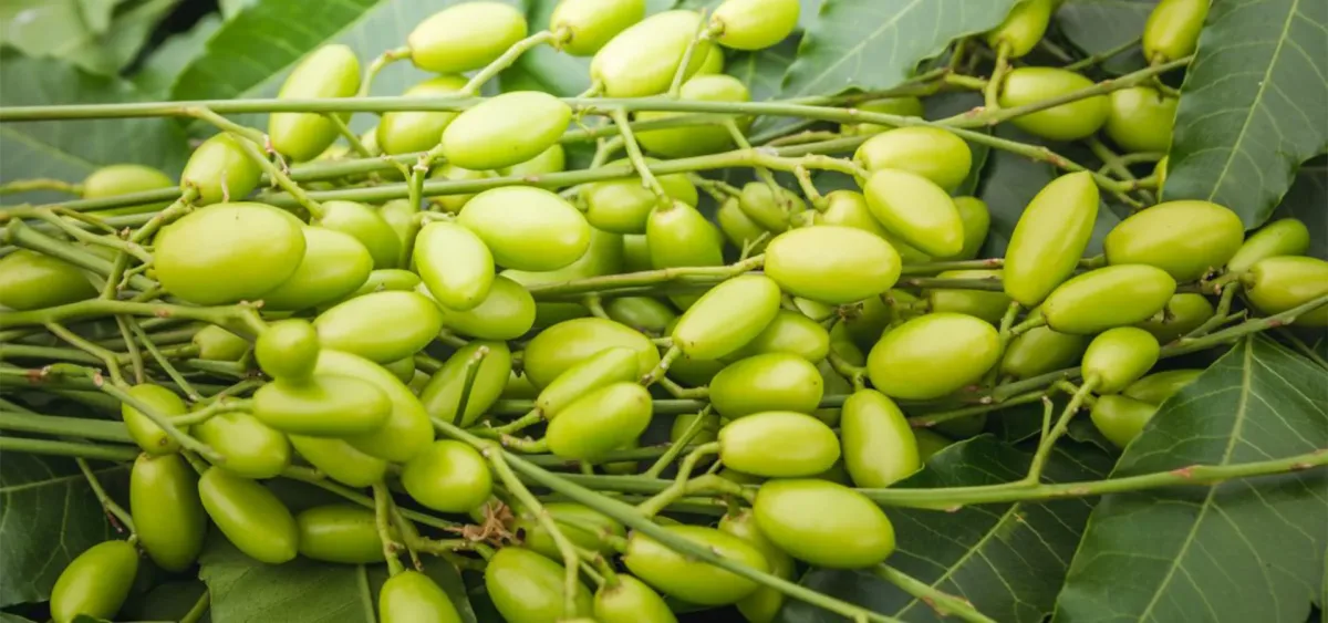 Sun Bionaturals (India) Private Limited
Neem Oil, Insecticides, Organic Fertilizers