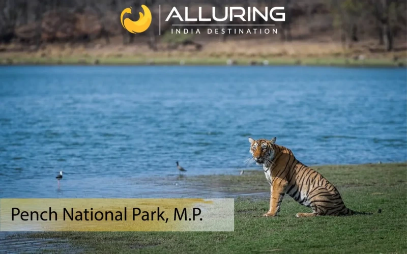Alluring India Destination Pvt. Ltd.
