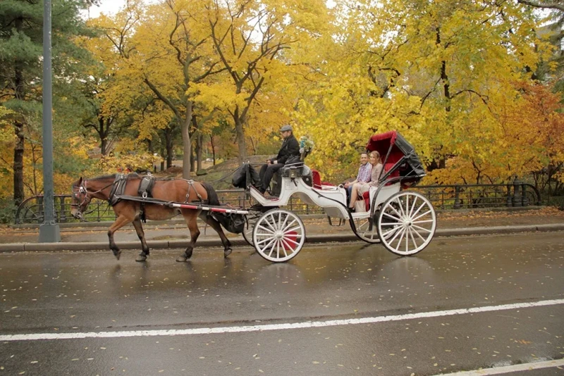 Central Park Carriage Rides