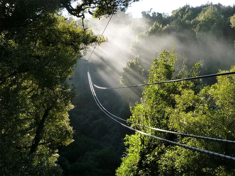 Rotorua Canopy Tours