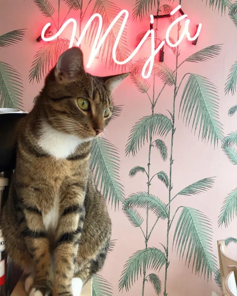 Cat Café