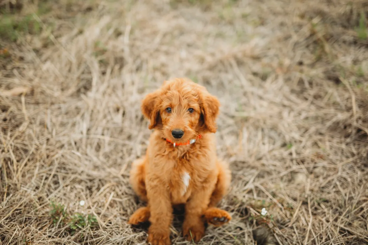 Eliana Stengel Photography