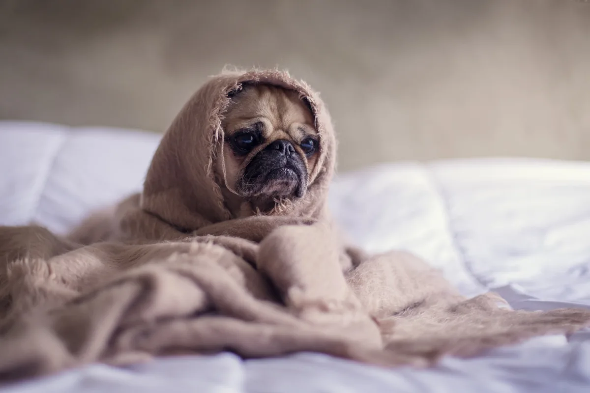 Affordable Pet Labs