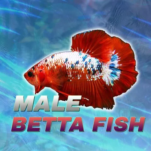 JV Betta product image 1