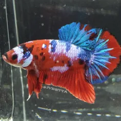 JV Betta product image 10