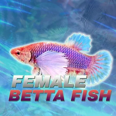 JV Betta product image 2