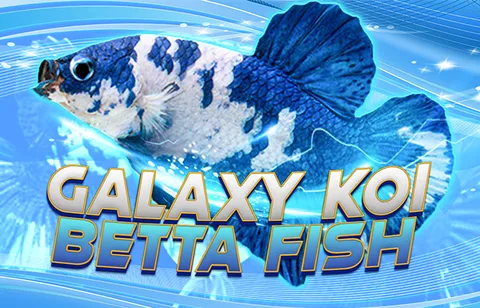 JV Betta product image 3